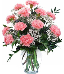 Sweet Carnations