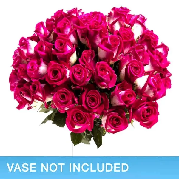50-stem Bi-color Pink Roses