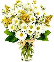 All-White Shimmering Daisies