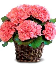 Fresh Floral Fragrance Basket