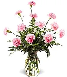 Lovely Pink Carnations