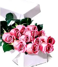 One Dozen Pink Roses Delightfull and Charming Bouquet