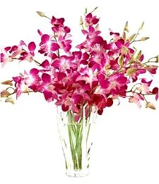 Perfectly Fragrant Orchids
