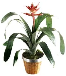 The Regal Plant