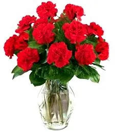 Vibrant Red Carnations