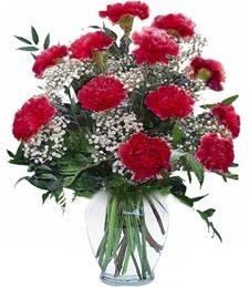 Vibrant Carnations